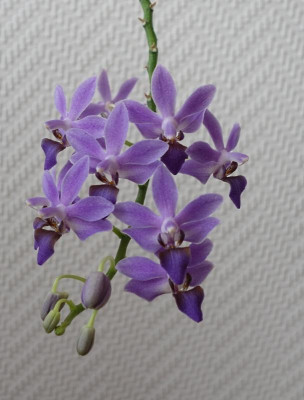 Doritaenopsis urple 'Gem Aida' Blüten - 10.12.2016.jpg