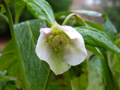 2016-12-10 Helleborus.jpg