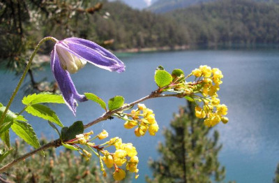 alpinablinsee.jpg