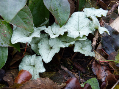 2016-12-10 Cyclamen 2.jpg