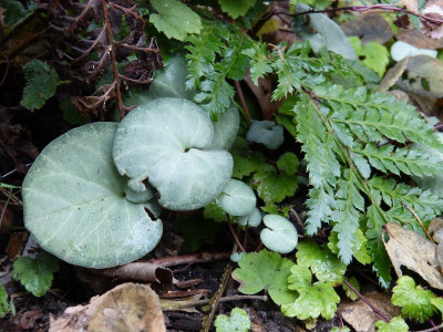 2016-12-10 Cyclamen 1.jpg