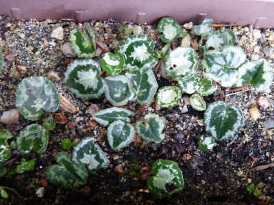 2016-12-10 Cyclamen 3.jpg