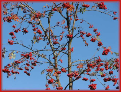 BAUM_SA_0411_RII.jpg