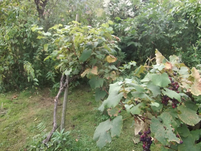 bilder1112 554.jpg