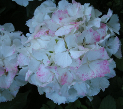Hortensie_1_2_1.jpg