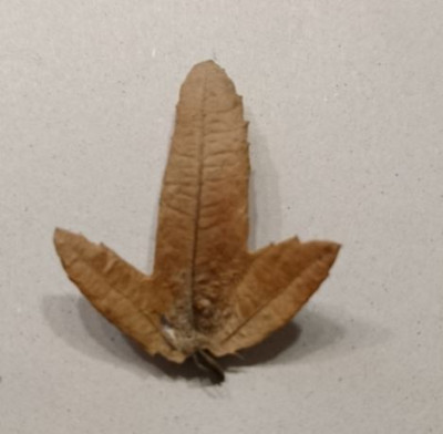 Blatt.JPG