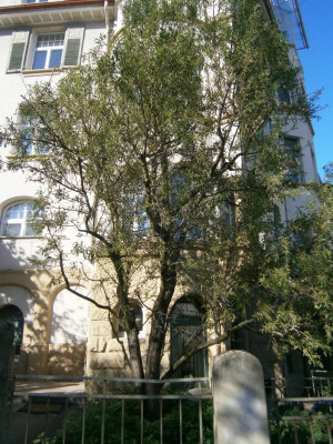 mandel 002.JPG
