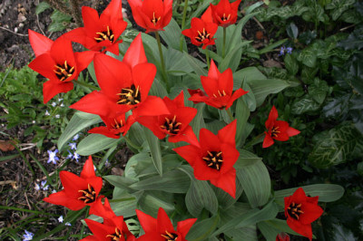 Tulpen0108.jpg