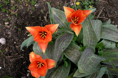Tulpen0208.jpg