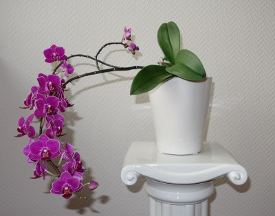 Phalaenopsis Nr. 3 -14.12.2016.jpg