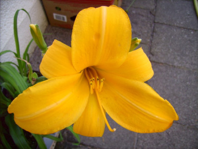 unbekannte_Taglilie_15.07.06.jpg