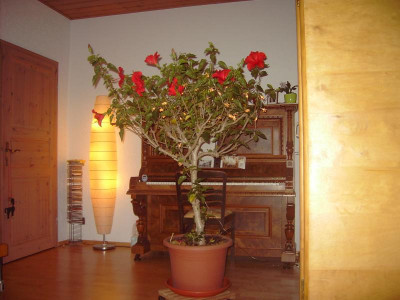 PICT1503.JPG