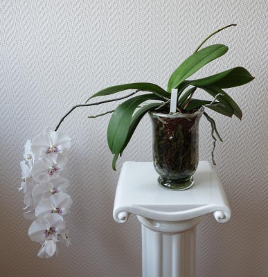 Phalaenopsis Nr. 4 -14.12.2016.jpg