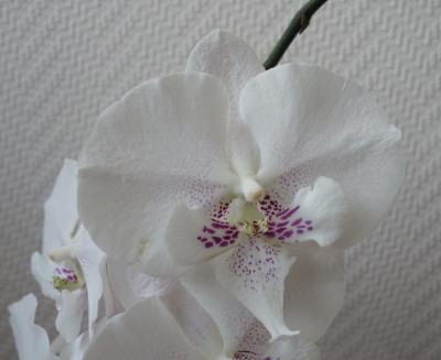 Phalaenopsis Nr. 4 Blüte  -14.12.2016.jpg