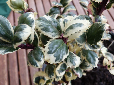 2016-12-15 Ilex meserveae 'Leander'.jpg