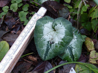 2016-12-15 Cyclamen hederifolium.jpg