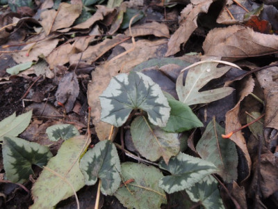 DSCN2376_1890.JPG