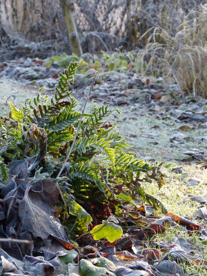 2016-12-16 Gartenimpressionen 1.jpg