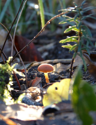 2016-12-16 Gartenimpressionen 7.jpg