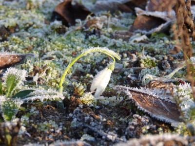 2016-12-16 Gartenimpressionen 8.jpg