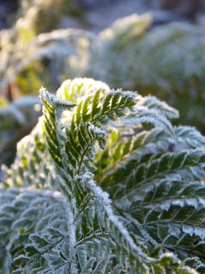 2016-12-16 Gartenimpressionen 9.jpg