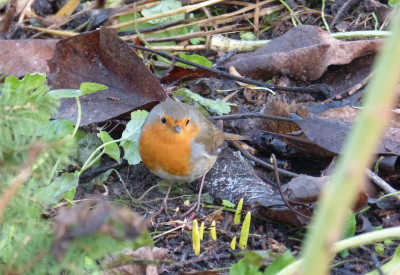 2016-12-16 Gartenimpressionen 10.jpg