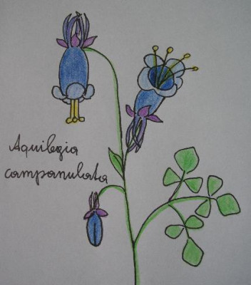 Aquilegia_campanulata.jpg
