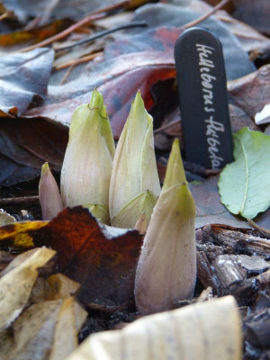 2016-12-16 Helleborus thibetanus.jpg