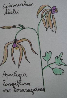 Aquilegia_longiflora.jpg