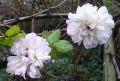 16.12. letzte rosen.jpg