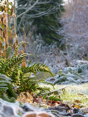 2016-12-17 Gartenimpressionen 2.jpg