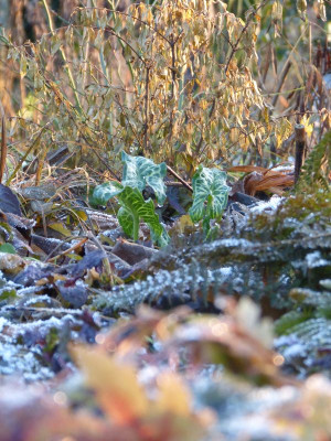 2016-12-17 Gartenimpressionen 4.jpg