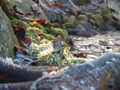 2016-12-17 Gartenimpressionen 5.jpg