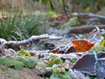 2016-12-17 Gartenimpressionen 6.jpg