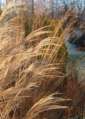 2016-12-17 Gartenimpressionen 22.jpg