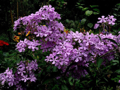 P. paniculata_Wildform_Ga_436.JPG