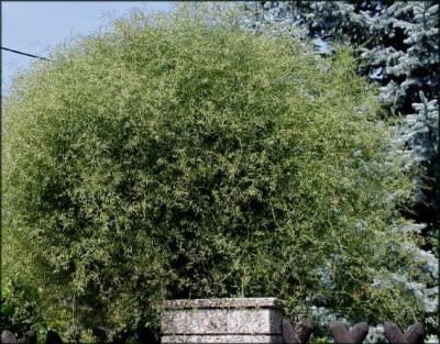 Asparagus..JPG