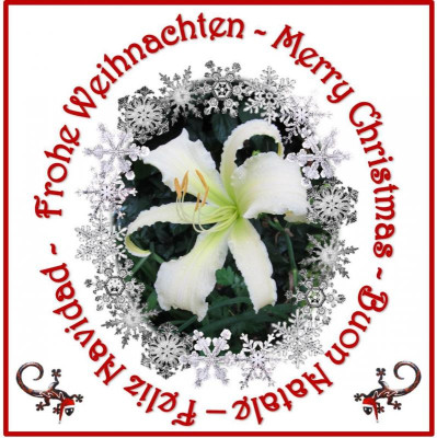 Seasons greetings.jpg