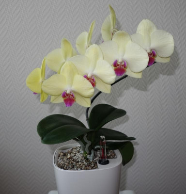 Phalaenopsis Nr. 4.1 -18.12.2016.jpg