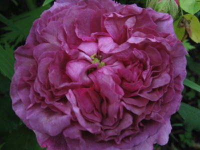 Belle_de_Crecy_4.jpg