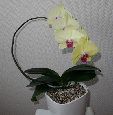Phalaenopsis Nr. 4.2 -18.12.2016.jpg