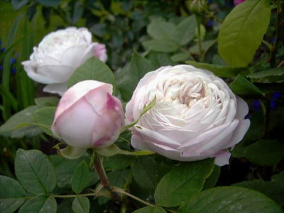 Jeanne_Masson_II.JPG