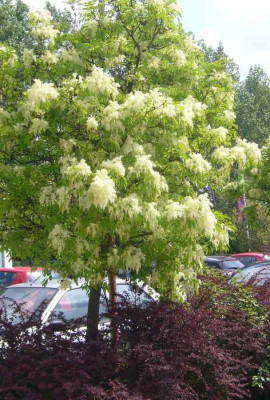 Fraxinus_ornus.14-1.jpg