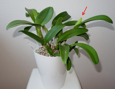 Cattleya 21.12.2016.jpg