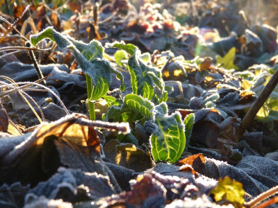 2016-12-21 Gartenimpressionen 1.jpg