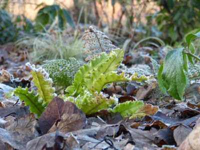 2016-12-21 Gartenimpressionen 2.jpg