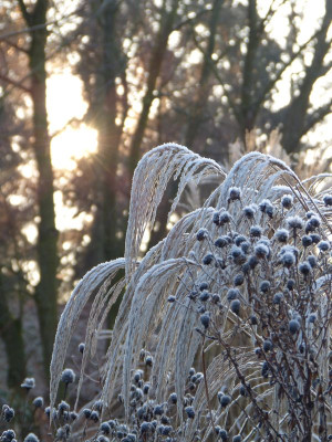 2016-12-21 Gartenimpressionen 4.jpg