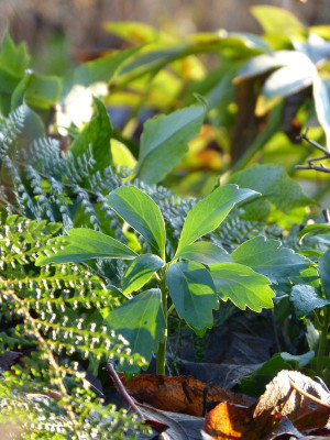 2016-12-21 Gartenimpressionen 5.jpg