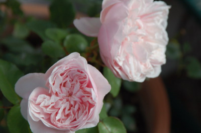DSC_2278_resize.JPG
