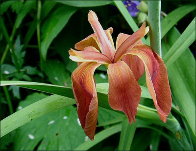 Iris_fulva.jpg